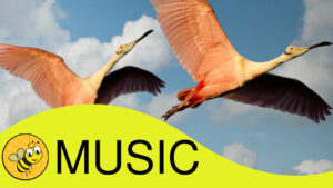 Thumbnail for honey 188 youtube video