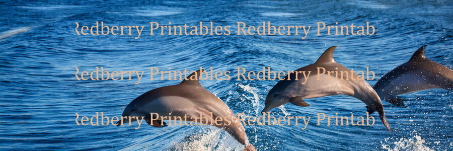21 Adorable Dolphin Images for Crafts and Cards